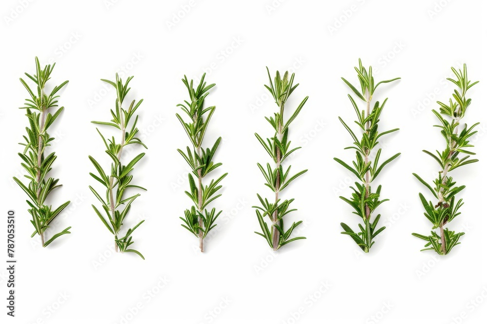 A side view of fresh rosemary arranged in a line on a white backdrop, creating a sense of symmetry and order. A side view of fresh rosemary arranged in a line on a white backdrop, creating a sense of symmetry and order.
