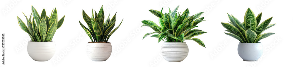 Variety of Snake Plants in Modern Pots Isolated on Transparent Background, Home Air Purifiers Variety of Snake Plants in Modern Pots Isolated on Transparent Background, Home Air Purifiers