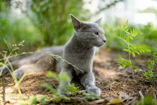 Young playful Russian Blue cat relaxing in the backyard. Gorgeous blue-gray cat with green eyes having fun outdoors in a garden or a back yard.