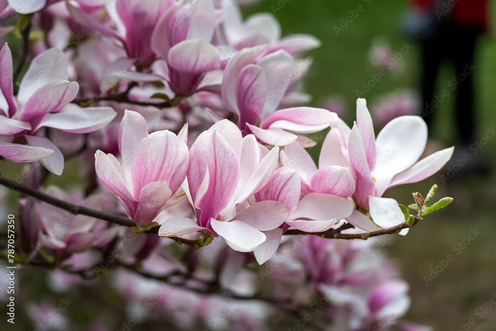beautiful magnolia blossoms. Lovely white and pink magnolia flowers, Spring flowering trees
