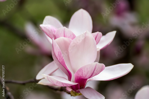 beautiful magnolia blossoms. Lovely white and pink magnolia flowers  Spring flowering trees