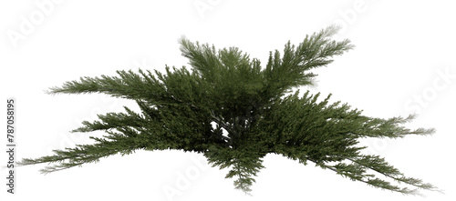 lush juniperus sabina shrub,  isolated on transparent background  for landscaping, three dimenstional  render  photo