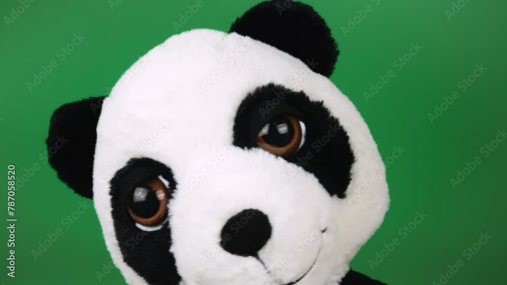 Stuffed and fluffy plush toy panda bear playing and dancing on a green background. Stuffed and fluffy plush toy panda bear playing and dancing on a green background.