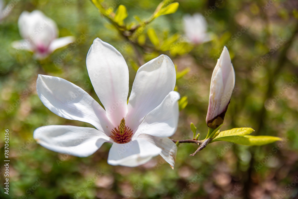 Obraz premium Schöne Krokusblühten im Frühling