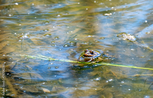 frog is holding of blade of grass and sticks the head out to the sun © KB10