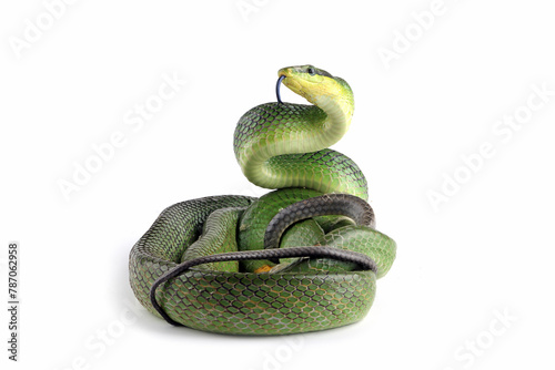 The Arboreal Ratsnake (Gonyosoma oxycephalum) is endemic to Southeast Asia. Other common names are the Red-tailed Green Rat Snake.  photo