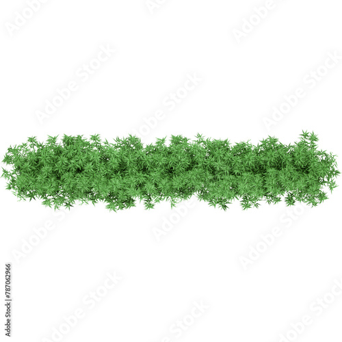 green bush, Tree Shrub Evergreen, bushes, leaf, branch, grass png 