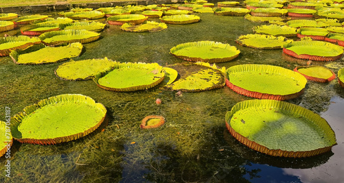 Giant lotus leaves in the park on Mauritius island photo
