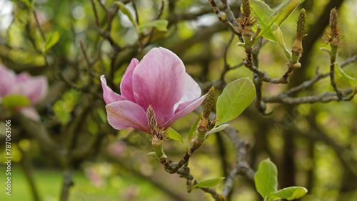 Pink magnolia buds, unopened flowers. Flowering trees in early spring