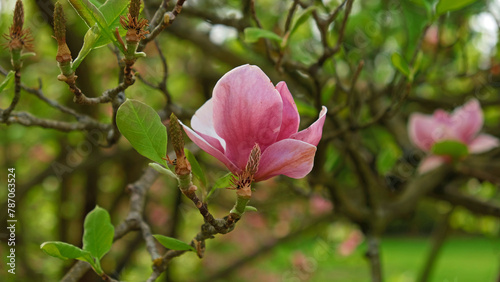 Pink magnolia buds, unopened flowers. Flowering trees in early spring