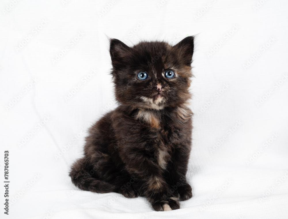 Portrait of tiny tortoiseshell kitten cat sitting on white towel background.