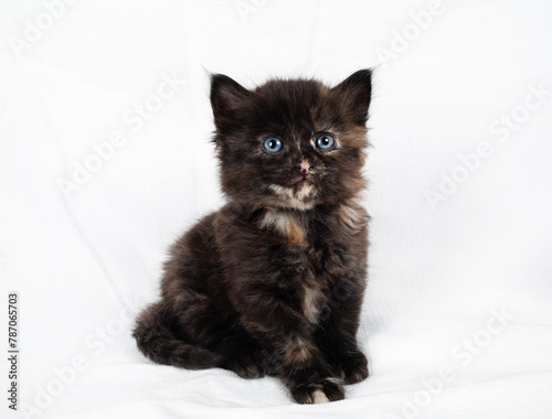 Portrait of tiny tortoiseshell kitten cat sitting on white towel background.