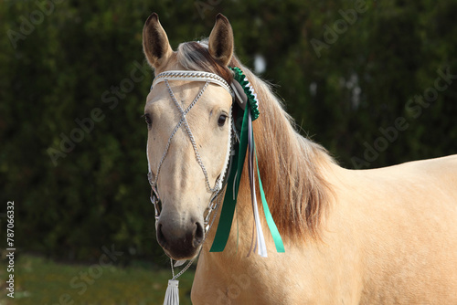 Portrait of a beautiful harness draft winner horse with rosette