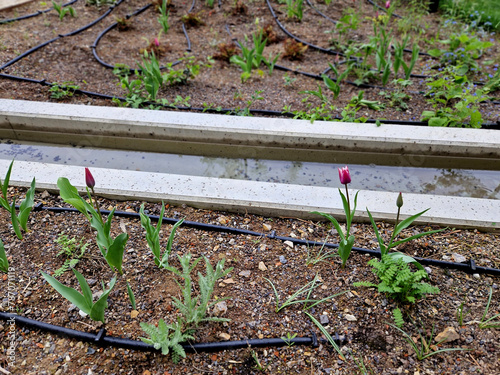concrete gutter irrigation overhead channel. flower beds around concrete casting with a stream. orange tulips in the park.