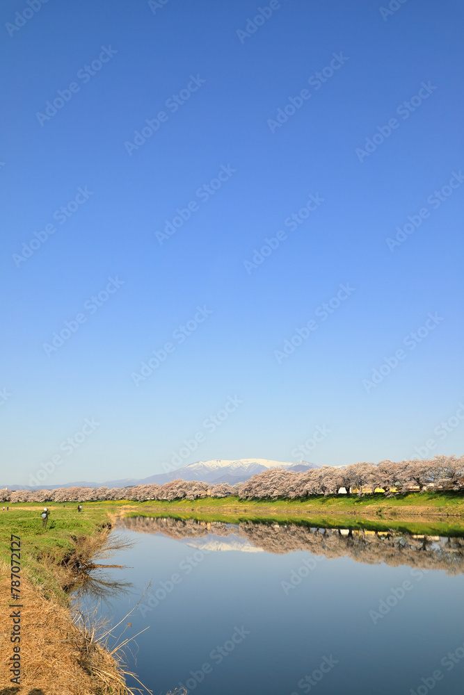 白石川堤一目千本桜の風景 ( HITOME SENBON ZAKURA : A superb viewing spot that lets you observe all of the Hitome Senbon Zakura along the Shiroishi River with Mt. Zao in the background. )