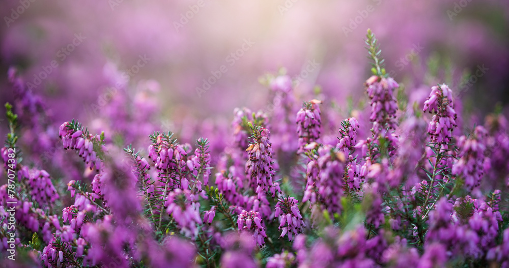Fototapeta premium Wild purple flowers background. Fantasy sammer and spring background. Spring forest. Macro.
