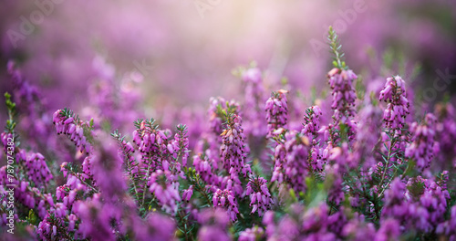 Wild purple flowers background. Fantasy sammer and spring background. Spring forest. Macro.