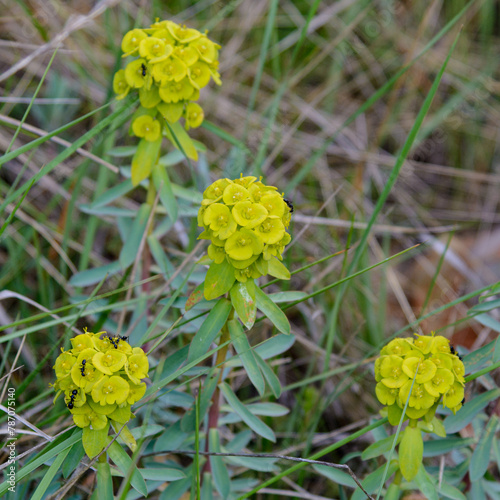 PLANTA SILVESTRE DE LECHE DE GATO (Euphorbia Nicaeensis) photo