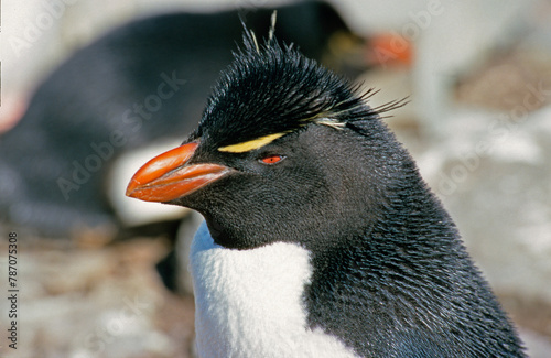 Gorfou sauteur,.Eudyptes chrysocome, Southern Rockhopper Penguin, Iles Falkland, Malouines photo