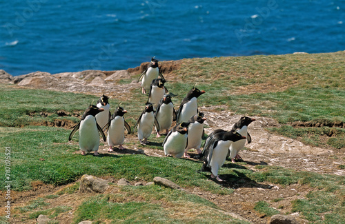 Gorfou sauteur,.Eudyptes chrysocome, Southern Rockhopper Penguin, Iles Falkland, Malouines photo