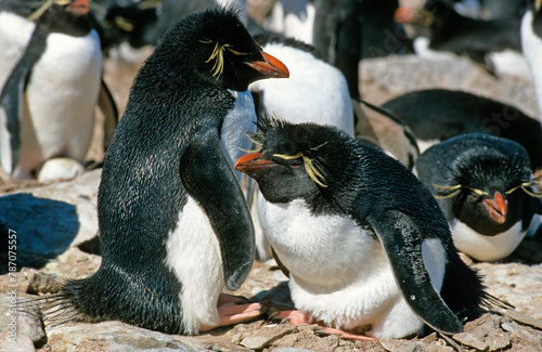 Gorfou sauteur,.Eudyptes chrysocome, Southern Rockhopper Penguin, Iles Falkland, Malouines