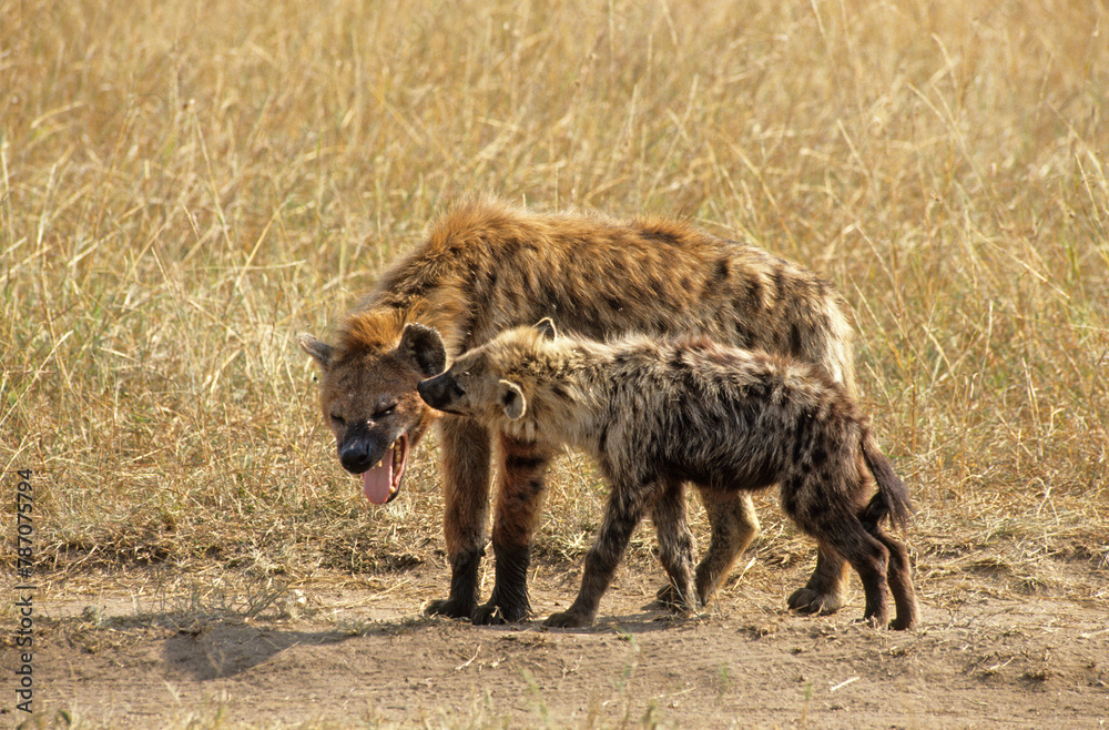 Hyène tachetée, Crocuta crocuta , Afrique de l'Est