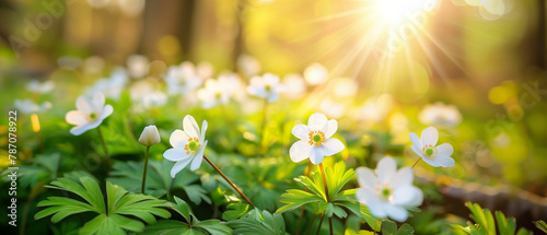 Sunny Woodland Glade with Blooming White Anemone Flowers in Spring. Spring banner. Generative AI