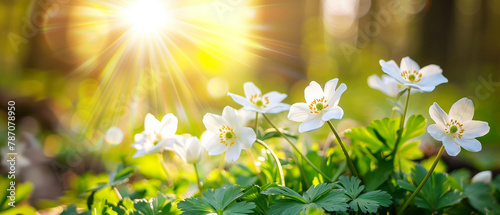 Sunny Woodland Glade with Blooming White Anemone Flowers in Spring. Spring banner. Generative AI