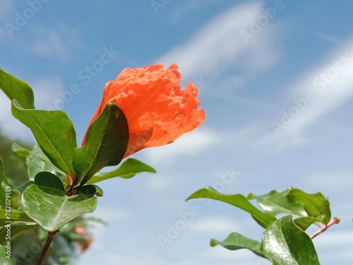 Beautiful red flower of pomegranate.Punica granatum flower in the garden  photo