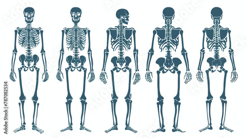 Illustration with silhouette of human skeleton flat Vector