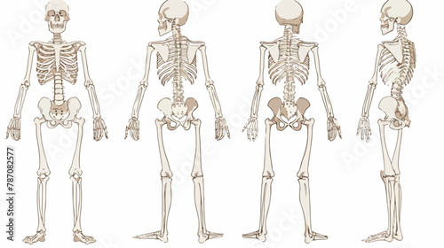 Illustration with silhouette of human skeleton flat Vector