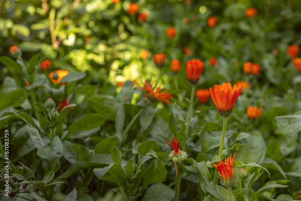 Calendula is very popular as an ornamental plant for garden beds and pots.
