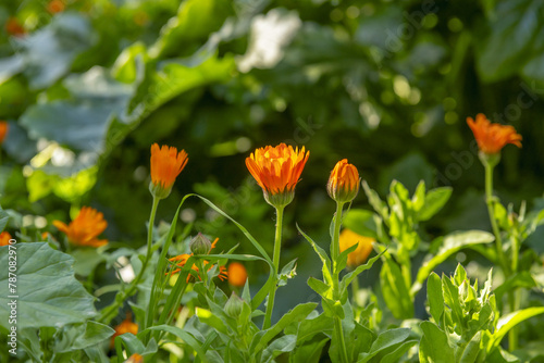 Wallpaper Mural Calendula are short herbs, with erect stems that branch from the base forming dense clumps Torontodigital.ca
