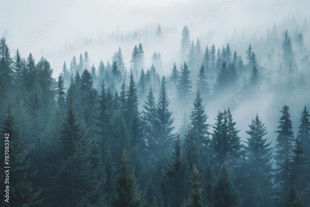 Misty mountain forest, ideal for active hiking adventures and outdoor exploration. Misty mountain forest, ideal for active hiking adventures and outdoor exploration.