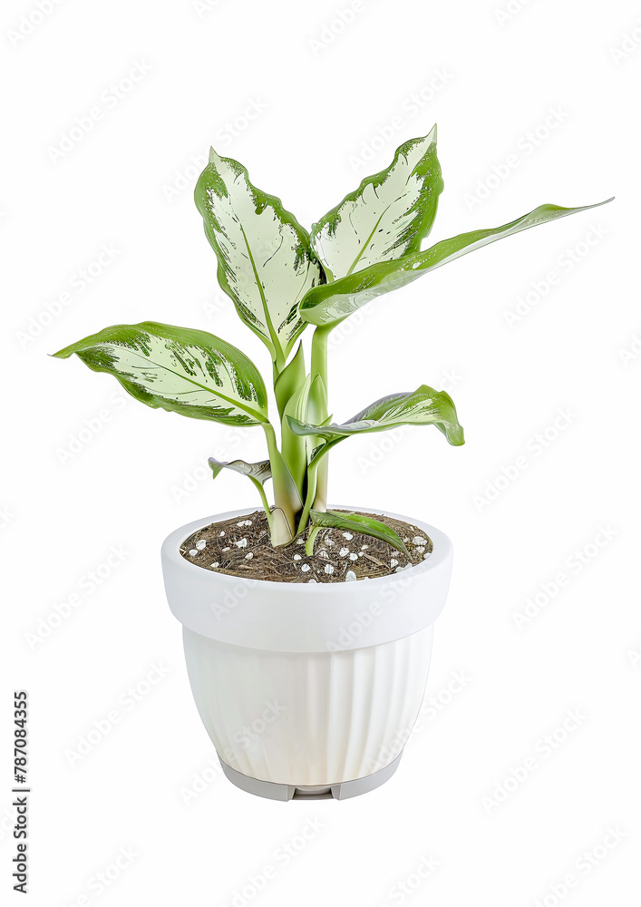 House Indoor Plant in a white Pot Digital Art Wallpaper Background Backdrop Brainstorming Cover Card House Indoor Plant in a white Pot Digital Art Wallpaper Background Backdrop Brainstorming Cover Card