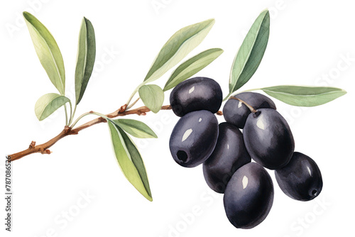 PNG Blueberry olive plant food