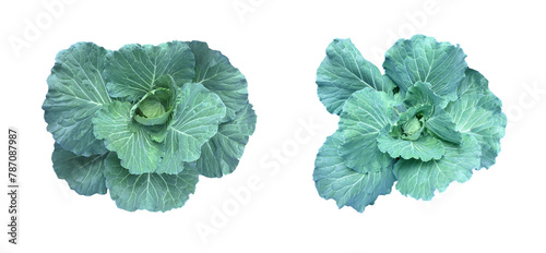 Isolated organic green cabbage head with clipping path.