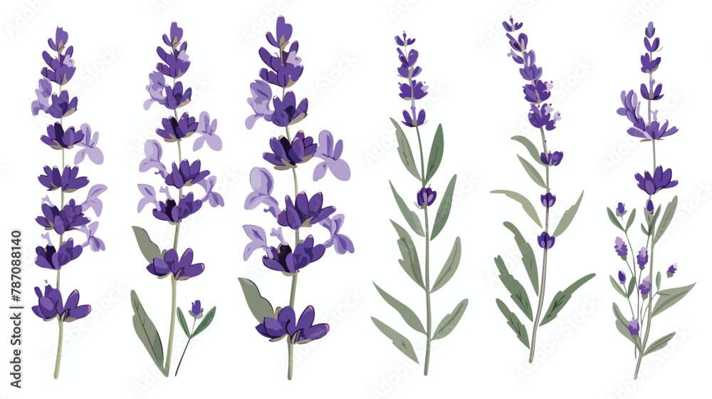 Lavender flower design illustration vector eps format