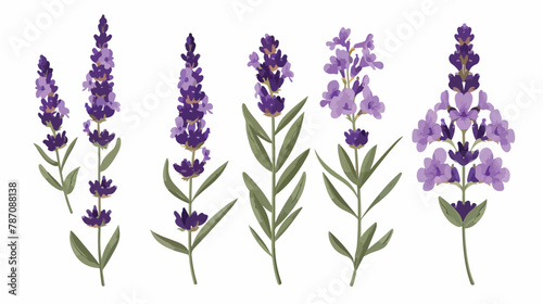 Lavender flower design illustration vector eps format