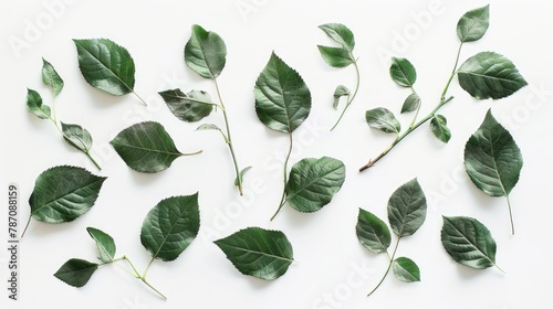 Isolated white background featuring green rose leaves #787088159