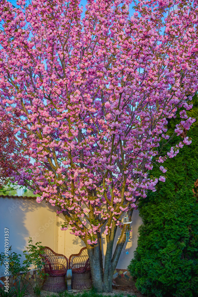 Naklejka premium beautiful tree (prunus serrulata kanzan) blooming in the garden, spring.