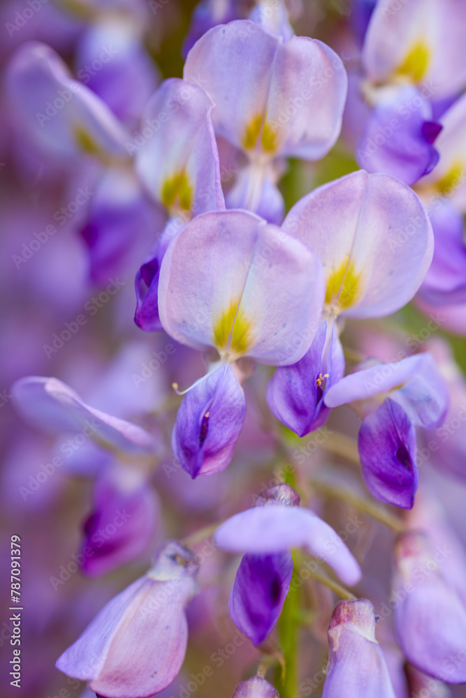 closeup on blossoming white and violet wisteria flowers in springtime closeup on blossoming white and violet wisteria flowers in springtime