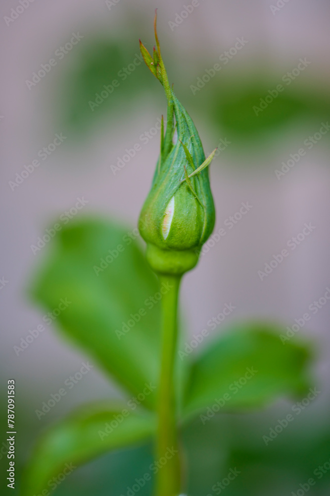rose bud with blurred background, spring day. rose bud with blurred background, spring day.