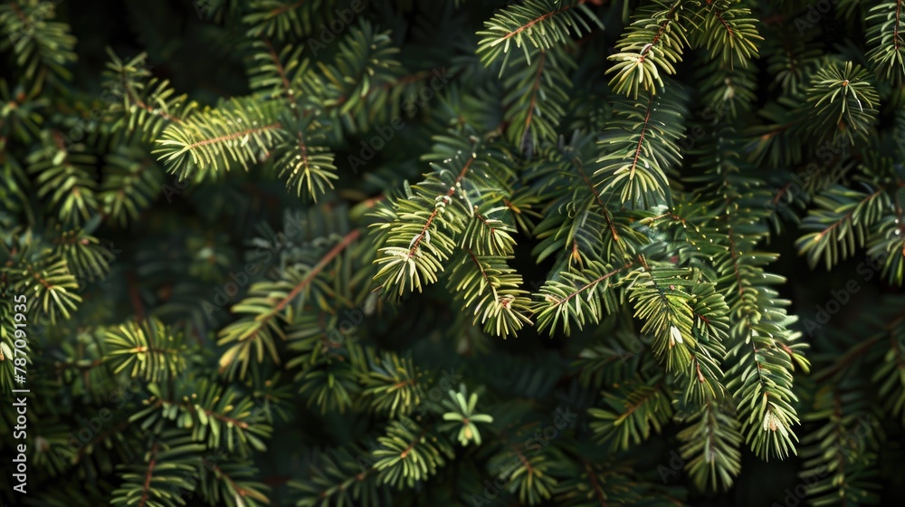 Spruce branches on a wooden background Spruce branches on a wooden background