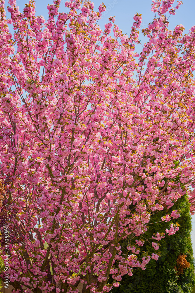 beautiful tree (prunus serrulata kanzan) blooming in the garden, spring.