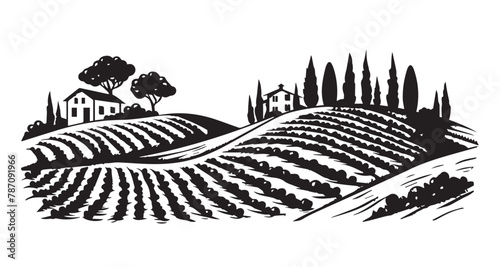 Vineyard landscape, Sketch, hand drawn illustrations. 