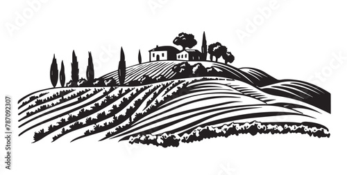Vineyard landscape, Sketch, hand drawn illustrations.