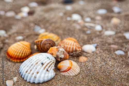 natural shells on the seashore close-up. Beach summer background