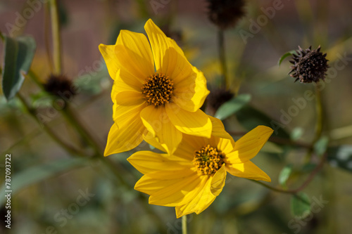 Helianthus tuberosus sunroot topinambur yellow flowering plant, beautiful Jerusalem artichoke sunchoke wild sunflower petals