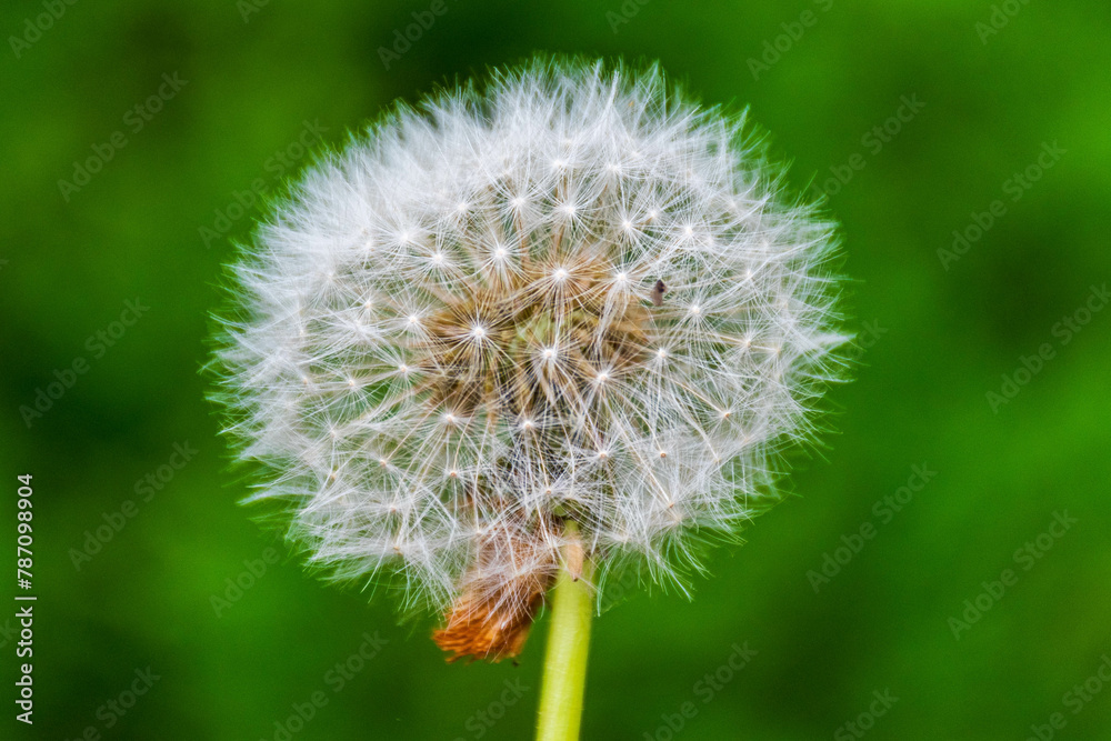 Dandelion Clock against a green background Dandelion Clock against a green background